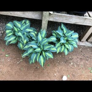 Meet your Posher, Bridget